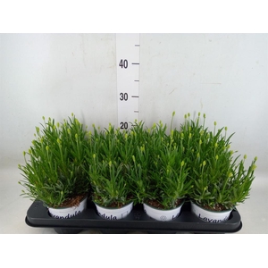 Lavandula interm. 'Edelweiss'