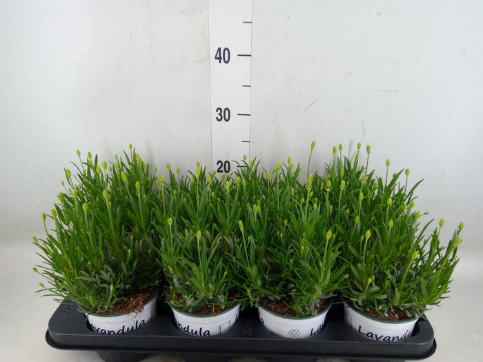 <h4>Lavandula interm. 'Edelweiss'</h4>