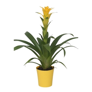 Guzmania Desire in gele kunststof pot