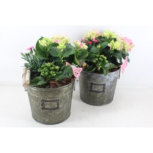 arr4 Outdoor MB - Zink ton green 344/3 Hort. roze