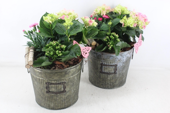 <h4>arr4 Outdoor MB - Zink ton green 344/3 Hort. roze</h4>