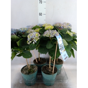 Hydrangea mac. 'Magical Revolution'