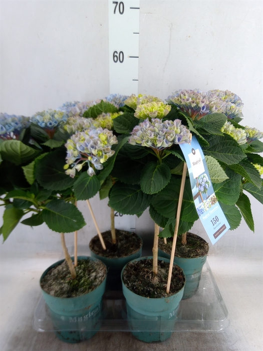 <h4>Hydrangea mac. 'Magical Revolution'</h4>