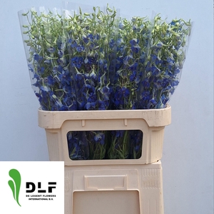 DELPH EN VOLKERFRIED