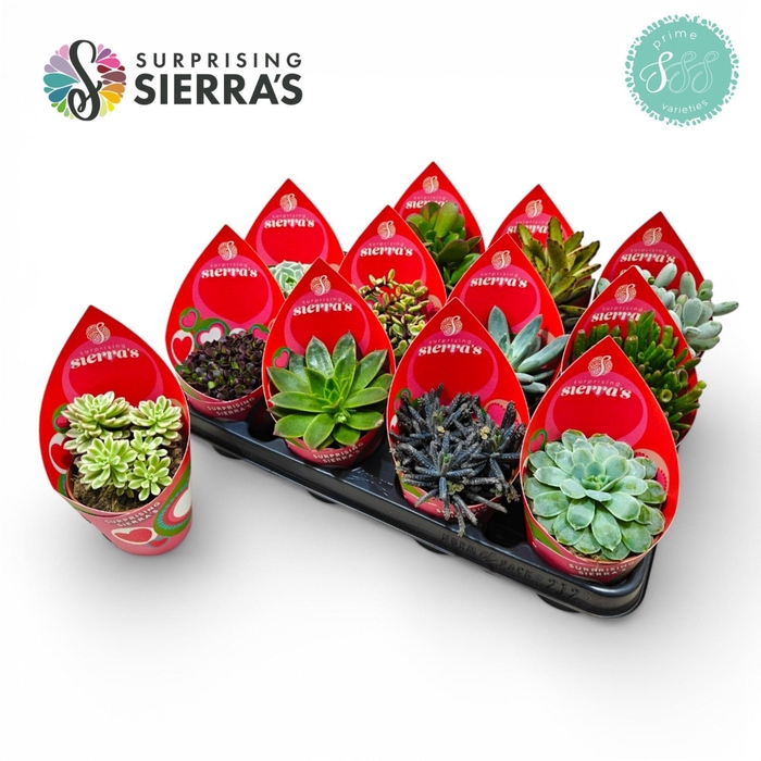 <h4>Surprise® - Lovely Succulents (Prime)</h4>