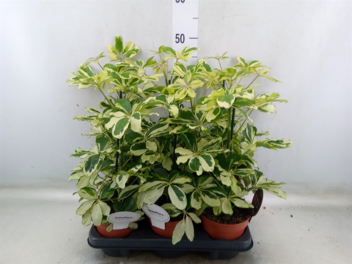 <h4>Schefflera arbor. 'Charlotte'</h4>