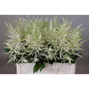 Astil Ja Washington White