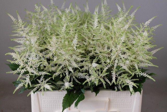 <h4>Astil Ja Washington White</h4>