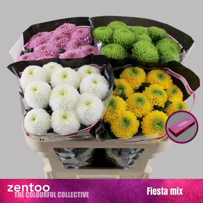 <h4>CHR G MIX FIESTA</h4>