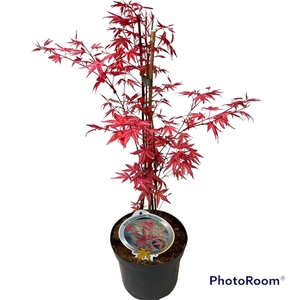 Acer pal. 'Deshojo' 40-50 P19