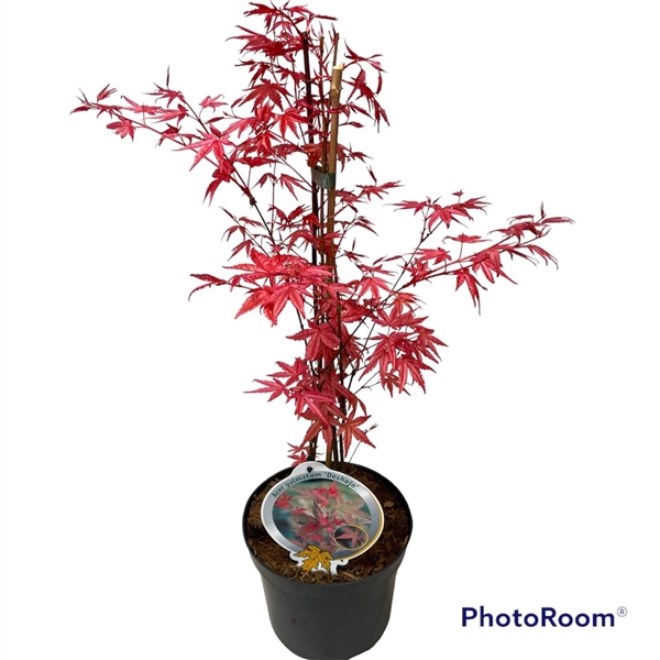 <h4>Acer pal. 'Deshojo' 40-50 P19</h4>