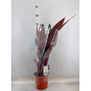 Stromanthe sanguin. 'Stripestar'