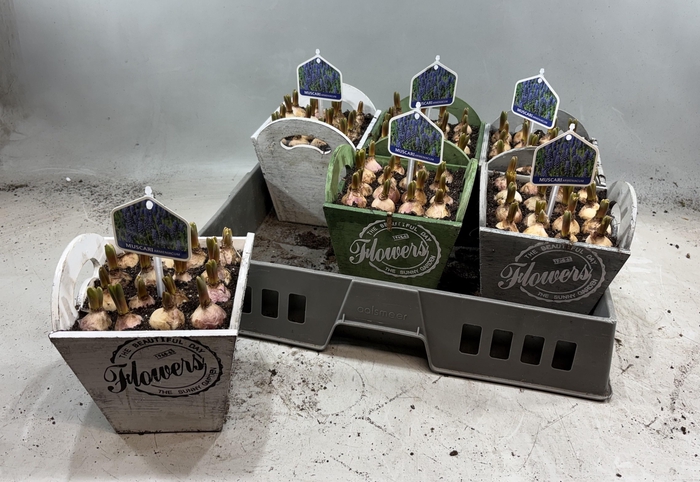 <h4>ARR MUSCARI</h4>