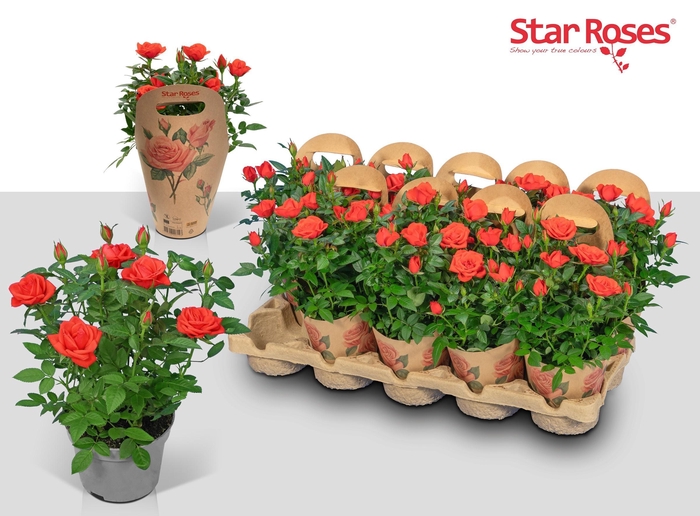 <h4>RO ORANGE STAR</h4>