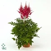 Astilbe arendsii 'Drum and Bass