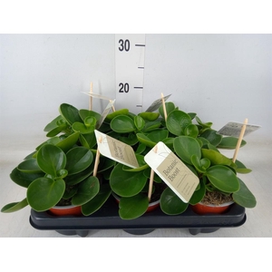 Peperomia obt. 'Green Gold'