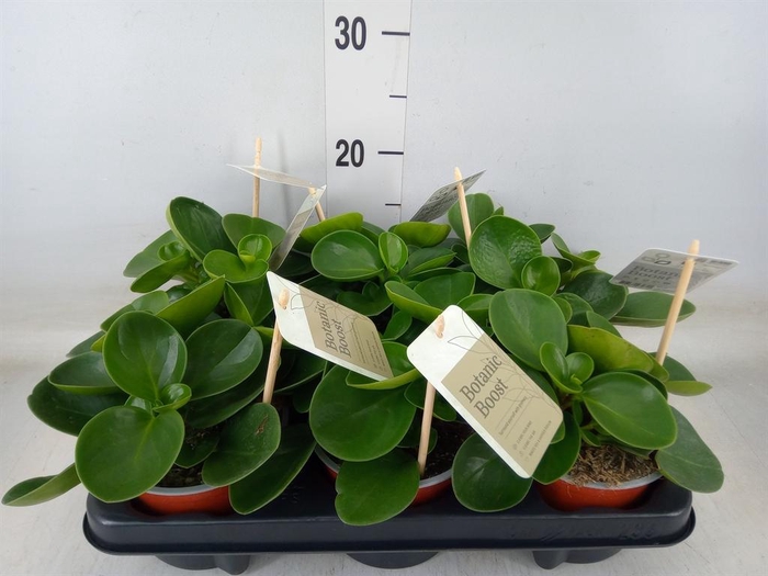 <h4>Peperomia obt. 'Green Gold'</h4>