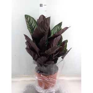 Calathea sanderiana