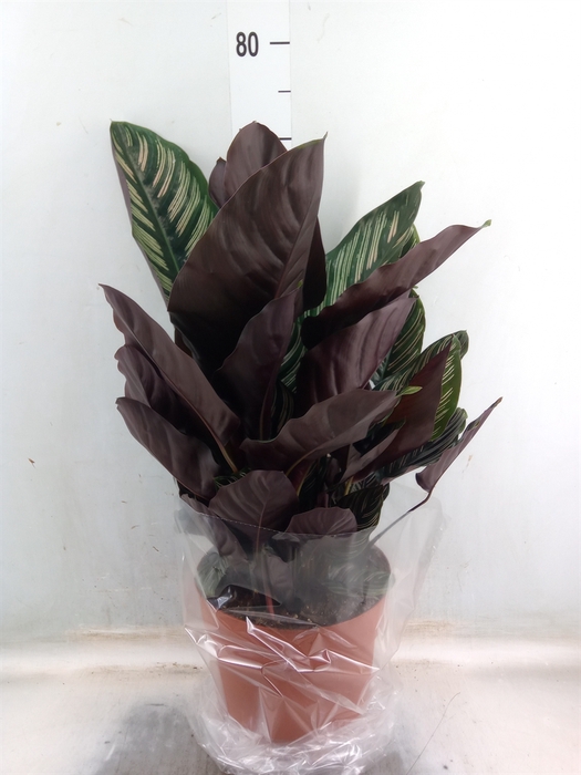 <h4>Calathea sanderiana</h4>