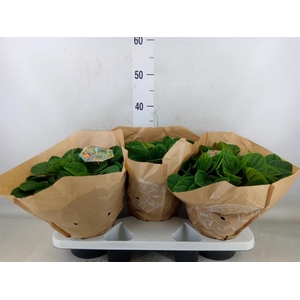 Peperomia albov. 'Rana Verde'