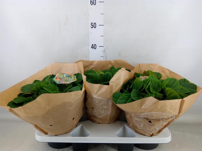 <h4>Peperomia albov. 'Rana Verde'</h4>