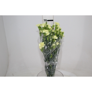 RAVO SPRAY 070 CM AMARELO