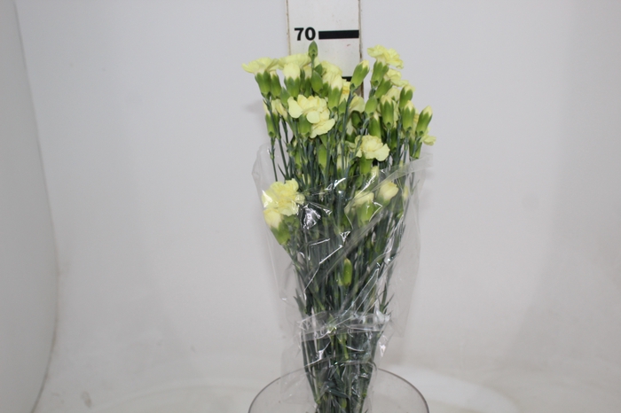 <h4>RAVO SPRAY 070 CM AMARELO</h4>