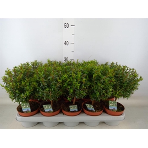 Myrtus communis