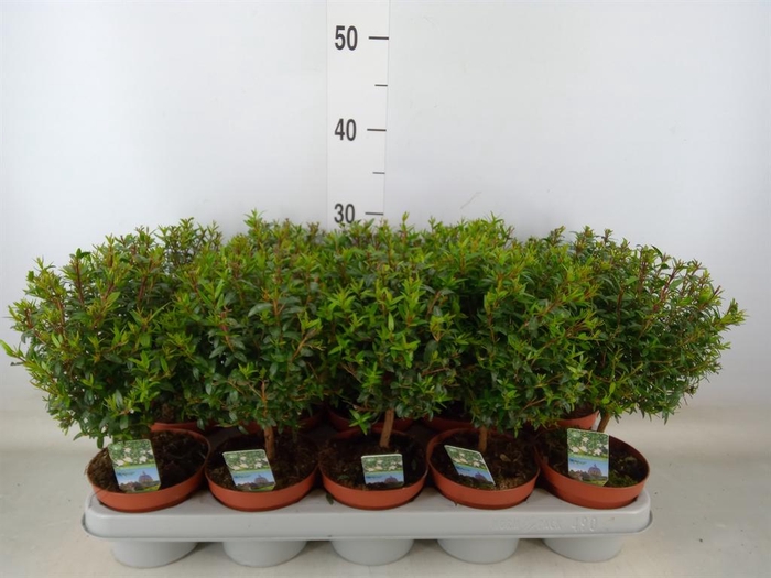 <h4>Myrtus communis</h4>