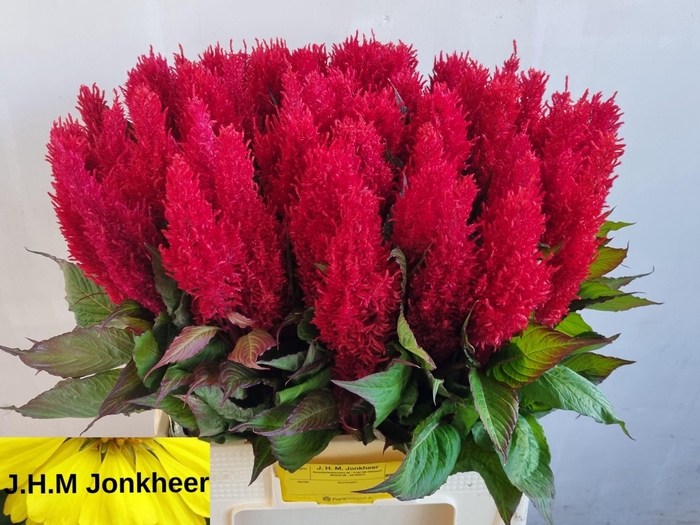 <h4>CEL P CENT ROOD</h4>