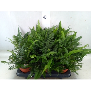 Polystichum tsus-simense