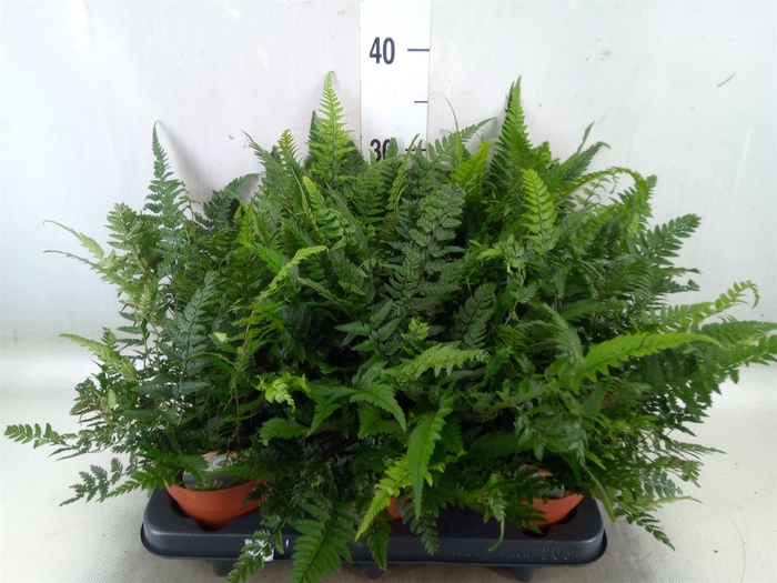 <h4>Polystichum tsus-simense</h4>