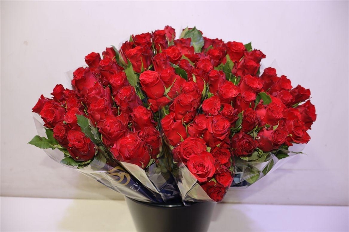 <h4>R Gr Red Torch X10</h4>