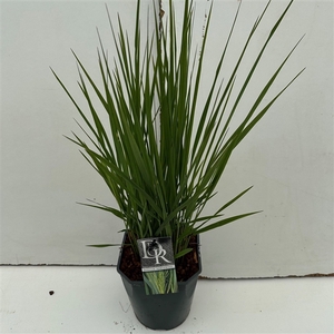 'Panicum' Northwind