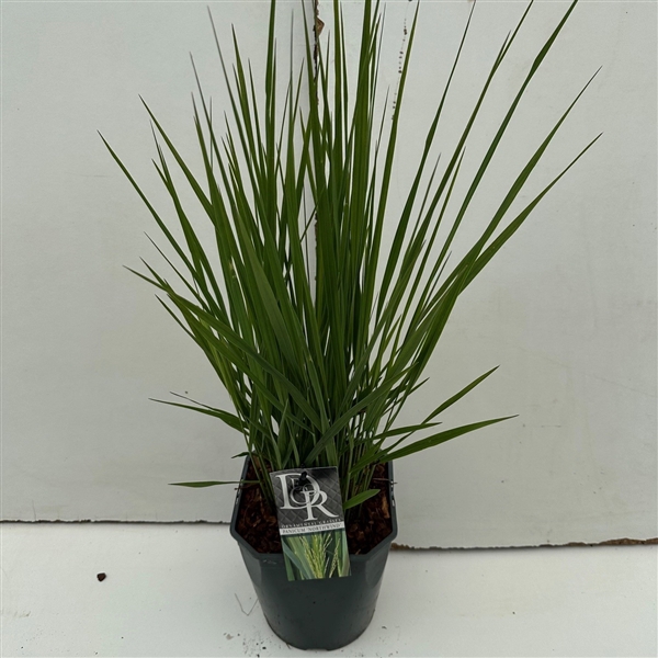 <h4>'Panicum' Northwind</h4>