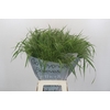 Panicum Fountain