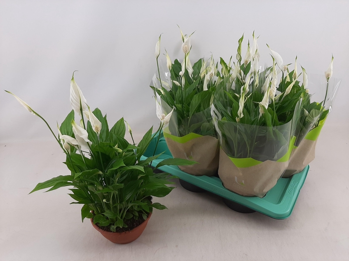 <h4>SPATH CHOPIN</h4>