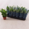 Spathiphyllum 9 Cm Chopin 5+