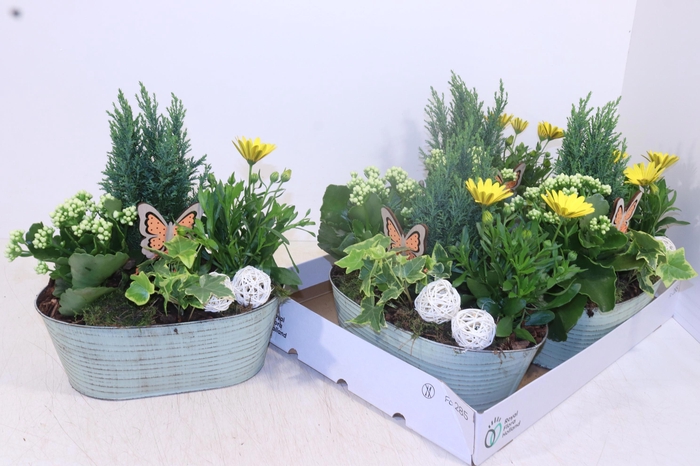 <h4>ARR TUINPLANTEN</h4>