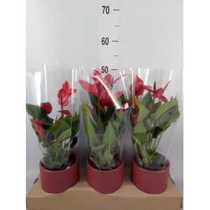 Anthurium  'Banderola Lava'