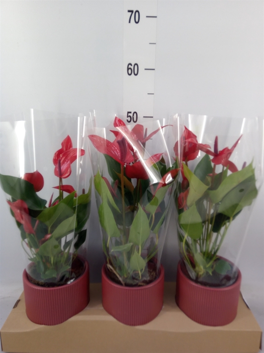 <h4>Anthurium  'Banderola Lava'</h4>
