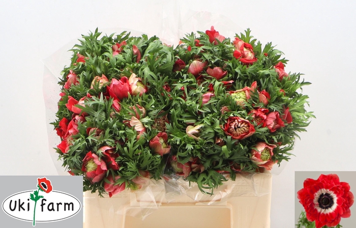 <h4>ANEM CO LEVAN ROSSO</h4>