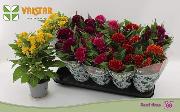 <h4>CEL CR TWIST GEM</h4>