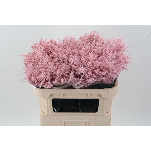 Soli tinted soft pink