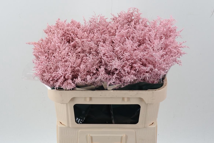 <h4>Soli tinted soft pink</h4>