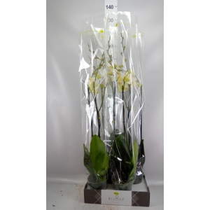 Phalaenopsis   ...white