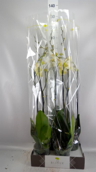 <h4>Phalaenopsis   ...white</h4>