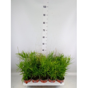 Asparagus falcatus
