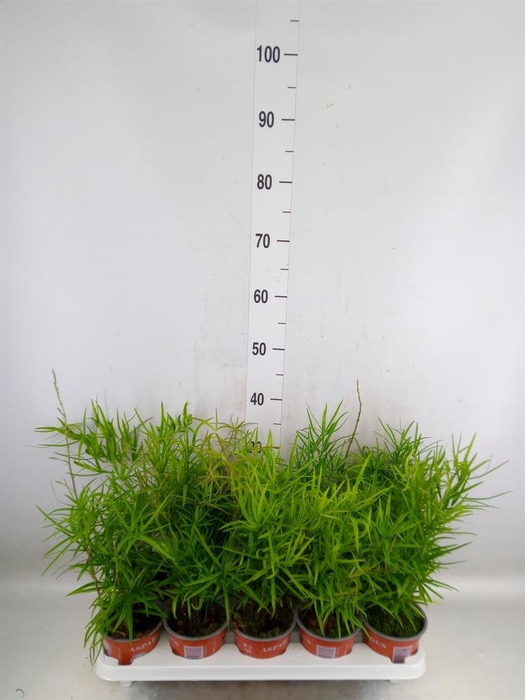 <h4>Asparagus falcatus</h4>