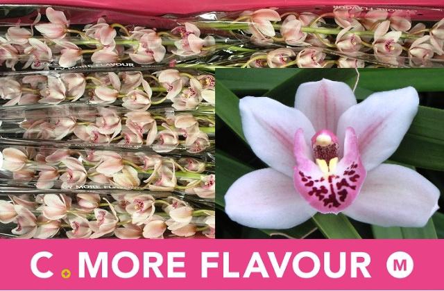 <h4>CYMB MI SABRINA</h4>